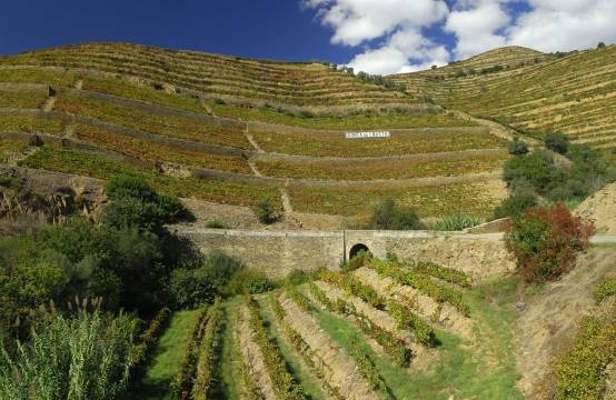 Uitzicht op de wijngaarden